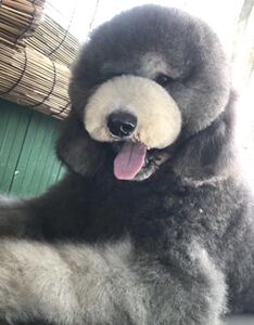 巨型贵宾犬巨贵犬幼犬纯种巨型大泰迪白香槟红棕灰黑活体巨贵幼犬