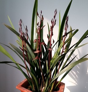 墨兰老品种兰花企黑启黑金华山白墨企剑 带花苞 室内宽叶兰苗花卉