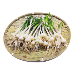 东北小根蒜 野生山野菜 野山蒜 小根菜东北包邮 野山葱 新鲜