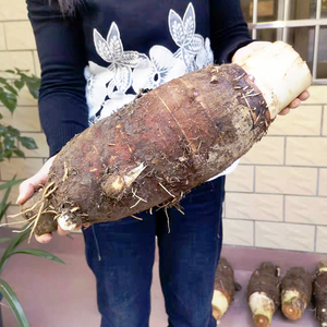 乐昌张溪香芋新鲜蔬菜特大炮弹芋头槟榔芋5斤现挖非荔浦韶关特产