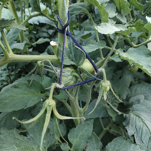 大棚西红柿子吊穗绳番茄袜套布料绳圈弹力适中加粗不伤果柄果穗绳