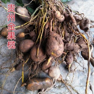 贵州省地产野生新鲜金果榄 地苦胆 破石珠地胆中草药材250g包邮
