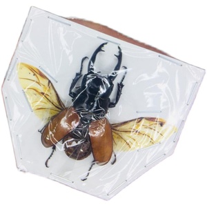 沙拉鬼艳锹甲标本已展翅odontolabis sarasinorum真昆虫甲虫标本