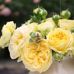 卡特道尔月季卡特琳娜/凯特琳娜月多头切花月季玫瑰耐开耐晒四季