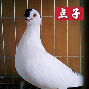 观赏鸽点子扬州