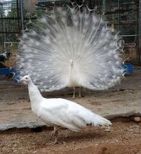 孔雀活体 白孔雀 幼鸟 花孔雀 观赏鸟活物 宠物鸟 发货包活