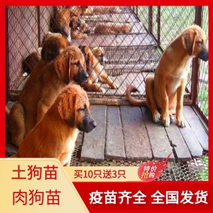 肉狗苗幼犬大型杂交改良食用肉狗苗土狗幼苗广西土狗养殖技术服务