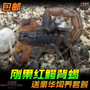 蝎子宠物刚果红鳄背蝎幼体成体单性繁殖宠物蝎活体蝎子尾蝎包活适