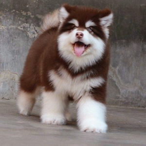 家养纯种阿拉斯加幼犬宠物狗雪橇犬巨型熊版灰桃脸阿拉斯加犬活体