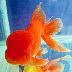 大头金鱼国师红狮头国狮鱼观赏鱼自养冷水淡水活鱼鸿运当头