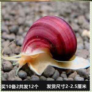 小田螺鲜活鳑鲏鱼黄金繁殖黑金刚河蚌鱼缸除螺淡水螺观赏打窝清洁