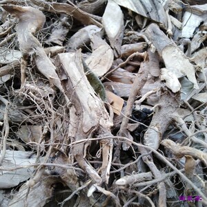 山苍子根500g草根炖猪脚 小肠汤料福建屏南特产树根 全干臭枳柴
