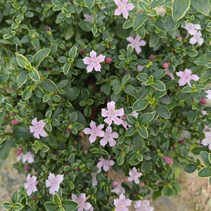 红花六月雪 金边六月雪小盆栽绿植盆景办公室室内装饰盆栽