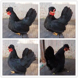 【元宝鸡一对】元宝鸡一对品牌,价格 - 阿里巴巴