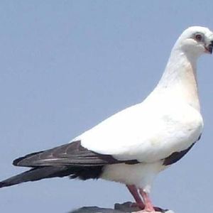 观赏鸽子活体铁翅铜翅点子鹰嘴纯白平头凤头小嘴点子鸽子活物信鸽