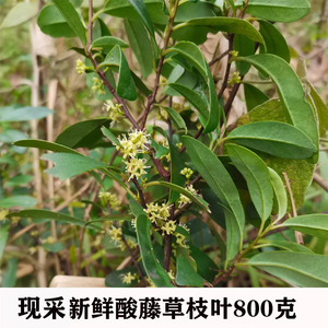 广西新鲜酸藤子酸藤果枝叶入地龙枝叶信筒子叶子酸藤子根包邮