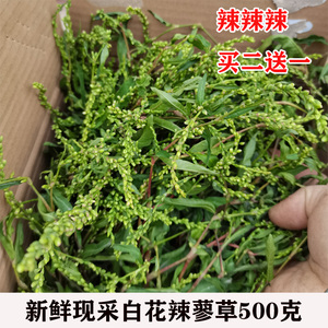 广西现晒白花辣蓼草新鲜辣蓼红辣蓼辣马蓼500g白辣蓼酒曲材料