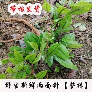 500克新鲜野生两面针 新鲜采摘两面针叶中草药整珠全草两面针藤根