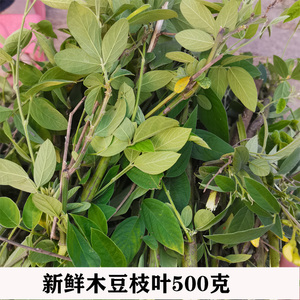 广西新鲜现采木豆叶出水豆皮肤洗澡树黄豆中草药三叶豆500克