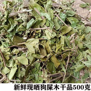广西新鲜晒狗屎木华山矾 华灰木中草药地黄木干品枝叶 500克包邮