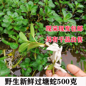 500克野生现采过塘蛇 新鲜黄花过江龙过江藤 现采中草药材包邮