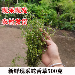 百花蛇舌草新鲜