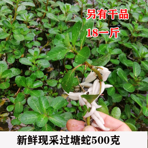 广西新鲜现采过塘蛇 新鲜黄花过江龙过江藤 现采中草药材500克包