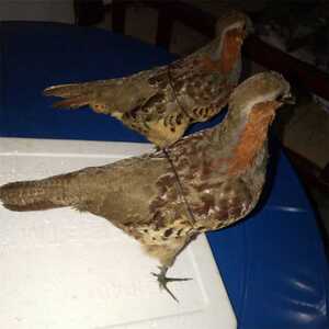 竹鸡模型假鸡媒体教学演示道具园林摆件羽毛山鸡模型羽毛