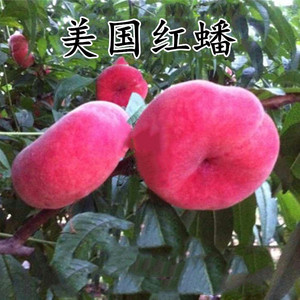 果树苗蟠桃树苗美国红蟠 紫蟠桃苗巴西玫瑰嫁接苗 当年结果包邮
