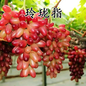 果树苗新品种玲珑指葡萄苗早熟葡萄树苗南方北方种植 当年结果