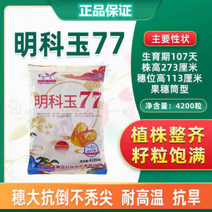 明科玉77农科院国审玉米种子白轴大棒抗倒抗旱耐高温耐密植不秃尖