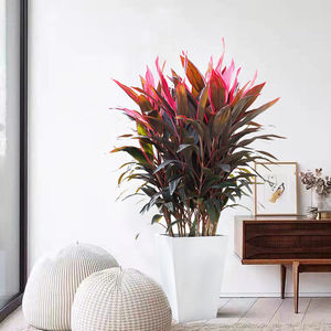 红叶朱蕉客厅绿植室内大型盆栽除甲醛网红植物红叶铁大棵净化空气