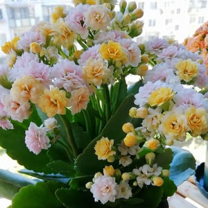 缤纷柠檬长寿花 复色多色黄心带白边 带花苞发货