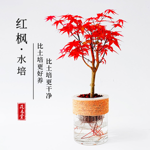 水培红枫树苗盆景老桩观叶植物四季好养室内桌面盆栽日本红舞姬