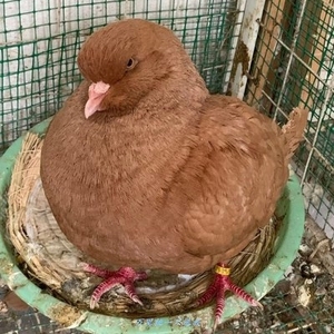 公斤鸽特大元宝