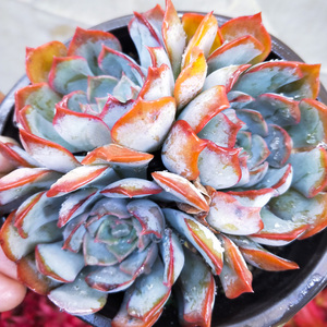 暗冰群生多肉植物控养精品大颗 自己家养了3年