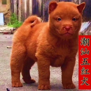 五红犬五黑犬虎斑犬活体广西土猎犬中华田圆犬幼崽铁包金养殖技术