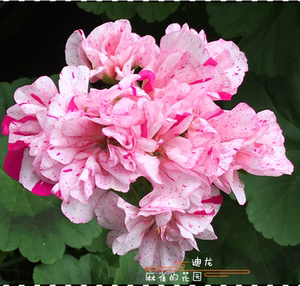 迪兰舍龙 迪龙喷点 直立天竺葵花苗矮生重瓣花球勤花对版雀园