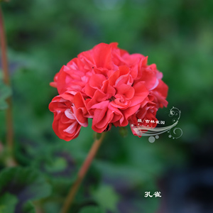 孔雀 直立天竺葵花苗彩叶天蝴蝶叶矮生重瓣花球包对版洋绣球