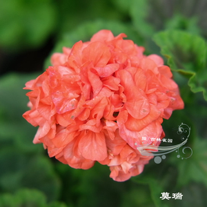 天竺葵花苗重瓣矮苗