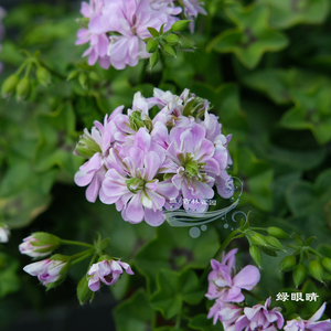 绿眼睛 香叶垂吊天竺葵蔓天包对版小天花苗四季盆栽阳台花卉雀园