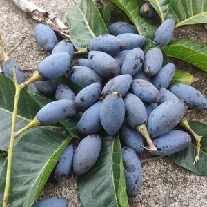 黑橄榄新鲜广西