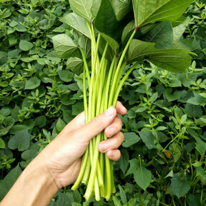 2022新品四川农家自种新鲜红薯梗地瓜梗红苕梗茎番藤山芋杆红芋头