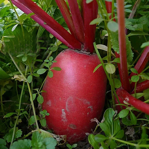 新鲜 红萝卜辣水萝卜红皮白肉 泡菜萝卜绿色蔬菜 五斤包邮