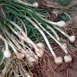 东北特产新货大脑嘣蒜大脑瓜新鲜小根蒜野生山野菜1000g包邮
