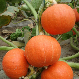 新鲜红南瓜小金瓜 蔬菜万圣节迷你红皮南瓜单个2斤