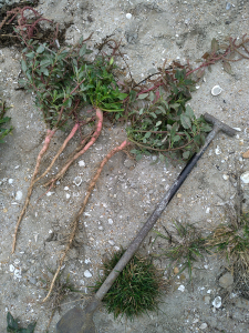 农家 红梗刺苋菜根刺苋头红菜头假苋菜当天现挖现发