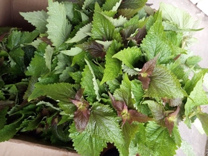 0新鲜藿香叶鱼香叶菜皂料四川蘸豆花配料 五香叶煮鱼250克包邮