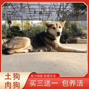 纯种广西土狗土猎犬幼崽农村小笨狗中华田园犬南方土狗幼崽大黄狗