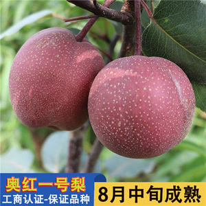 奥红一号梨树苗嫁接梨树苗全红梨苗南北方种植当年结果南北方种植